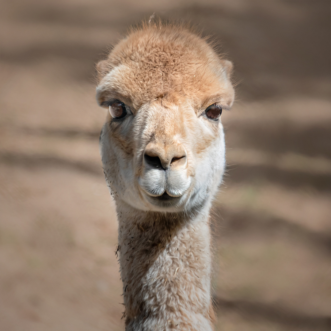 Ich bin kein Lama ich bin ein Vikunja.