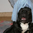 Ich bin kein Putz-Mops...duuuu!!!!