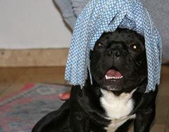 Ich bin kein Putz-Mops...duuuu!!!!