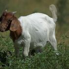 ich bin kein Schaf