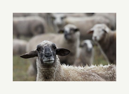 Ich bin kein schwarzes Schaf