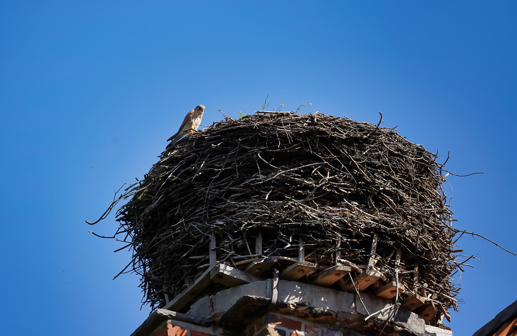 ich bin kein Storch, nur ein kleiner Milan, aber . . . . 