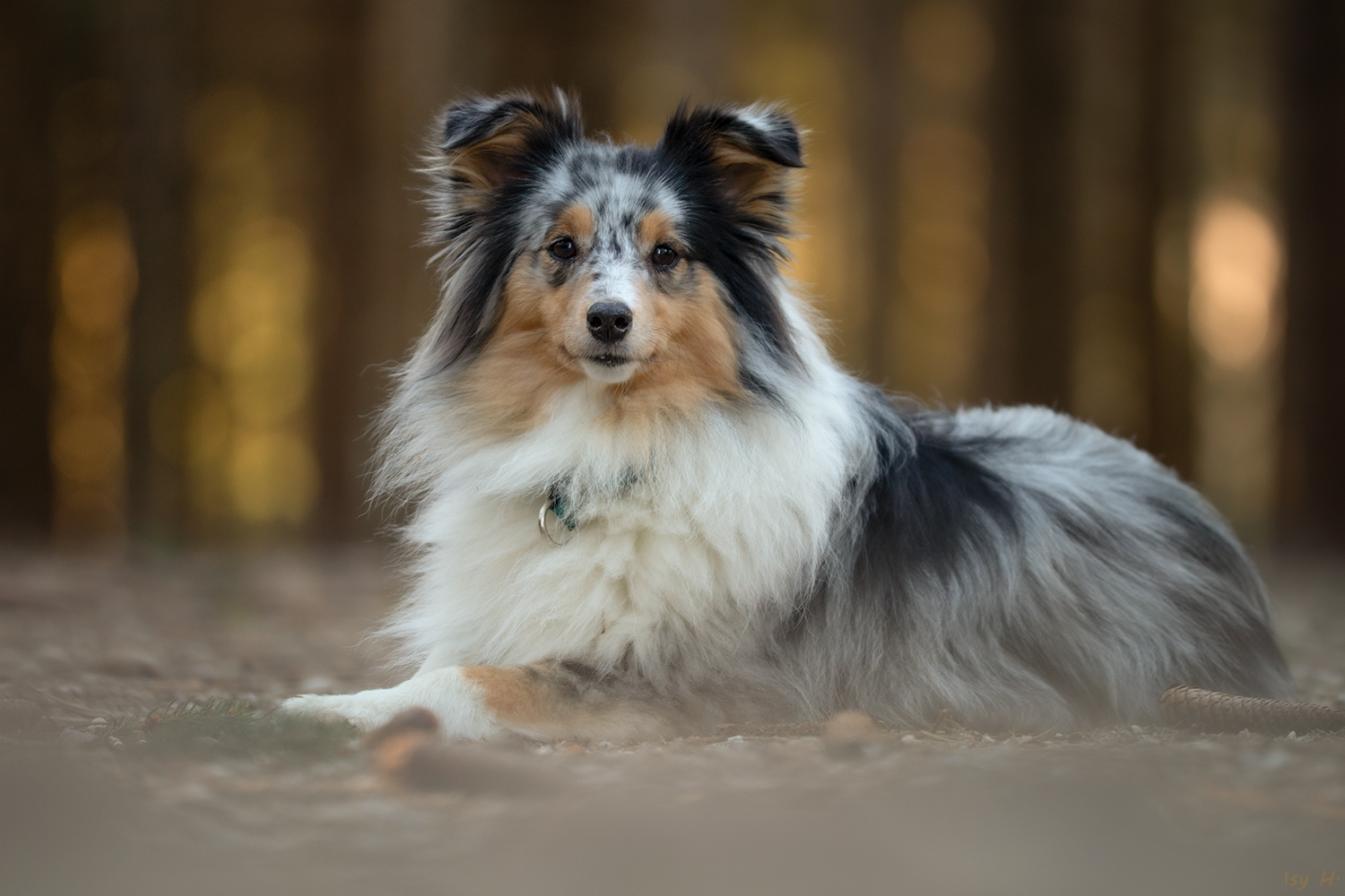 Ich bin kein Waldbewohner - nur ein Waldbesucher