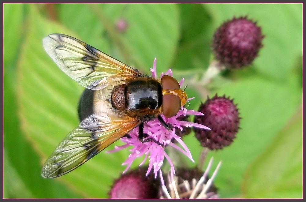 Ich bin keine Erdhummel