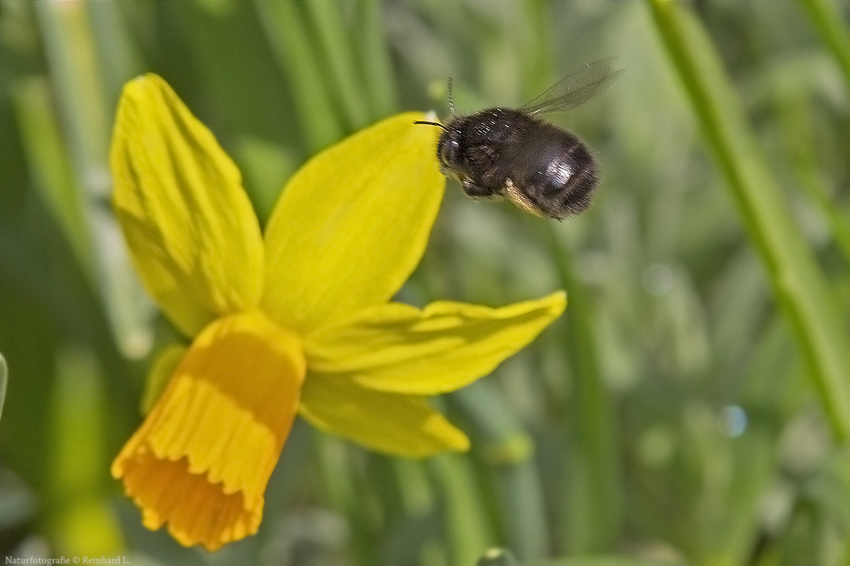  Ich bin keine Hummel...