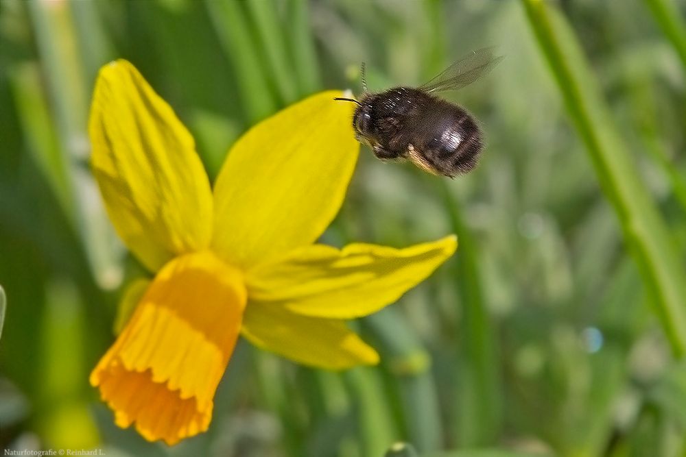  Ich bin keine Hummel...