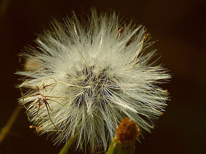 ...ich bin keine Pusteblume, sondern ein gewöhnliches Greiskraut