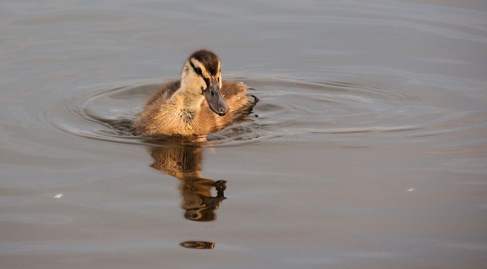 Ich bin klein mein Herz ist rein … Foto & Bild fotos, natur, vogel