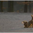 .... ich bin klein, mein Herz ist rein und lasse mir den Hintern von der Sonne beschein`.... ;-)