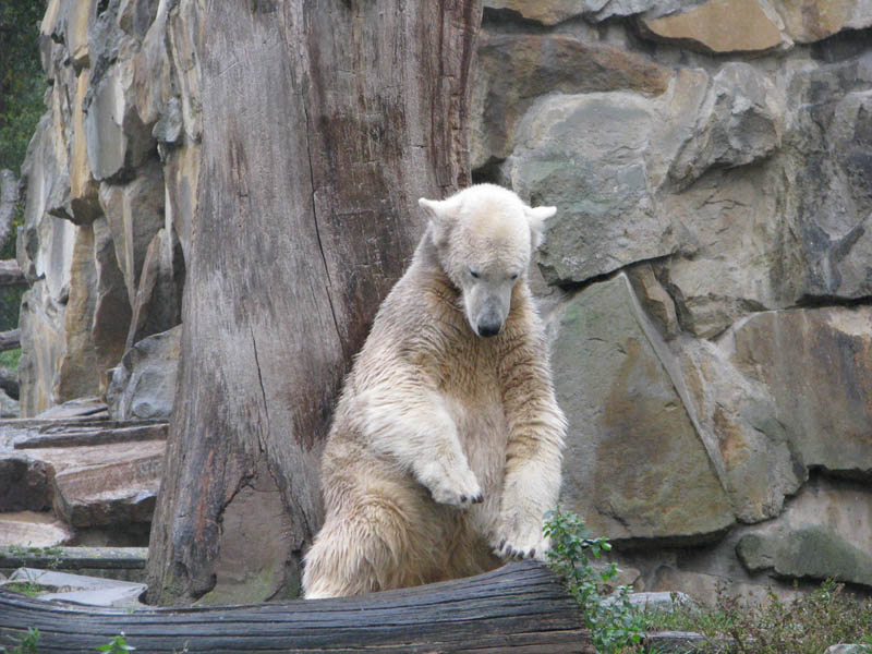 Ich bin Knut