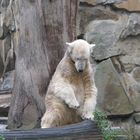 Ich bin Knut