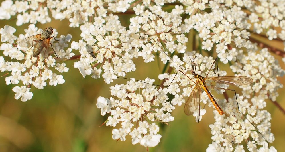 Ich bin mal wieder überfragt... Foto & Bild | tiere, wildlife, insekten ...