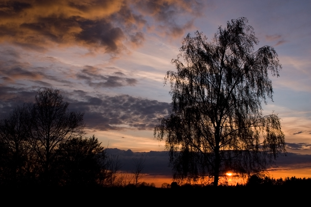 Ich bin "Meinem Baum" fremd gegangen!