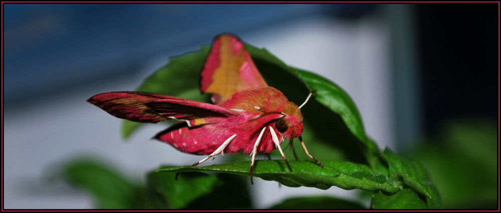 Ich bin mir nicht sicher,aber ich denke das es um einen Rosa Nachteulen Falter handelt.