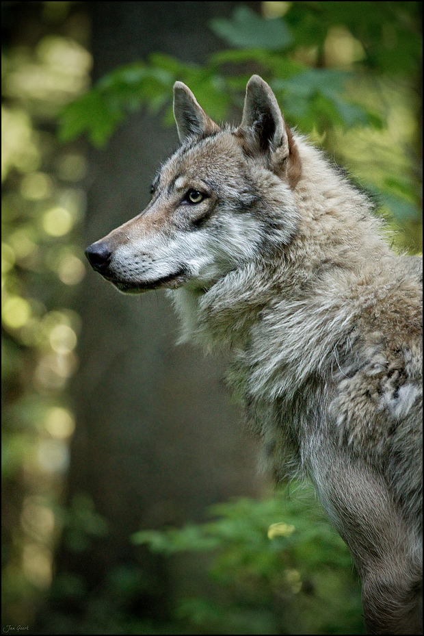 Ich bin Mr. Wolf, ich löse Probleme