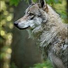 Ich bin Mr. Wolf, ich löse Probleme