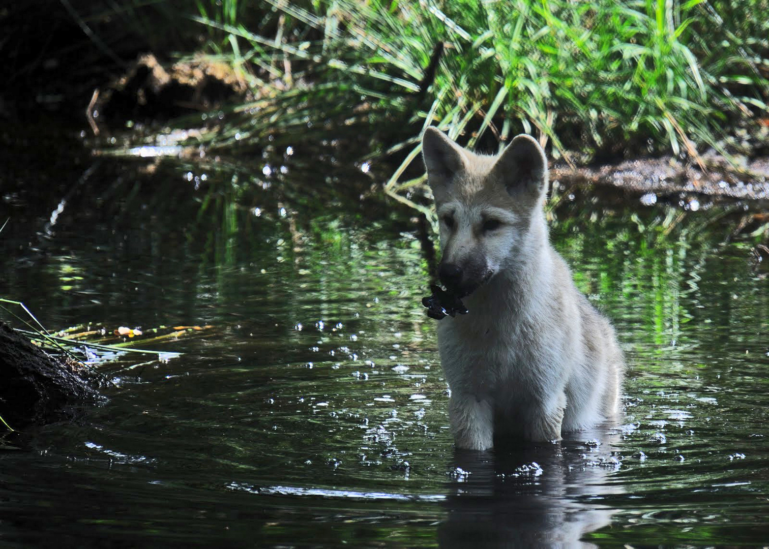 Ich bin nämlich schon ein großer gefährlicher Wolf