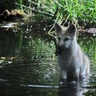 Ich bin nämlich schon ein großer gefährlicher Wolf