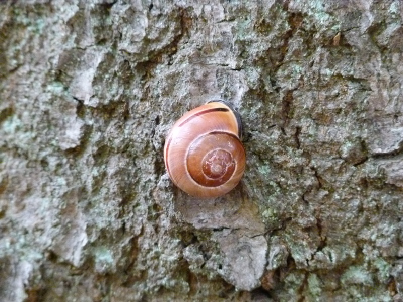 Ich bin `ne kleine Schnecke...