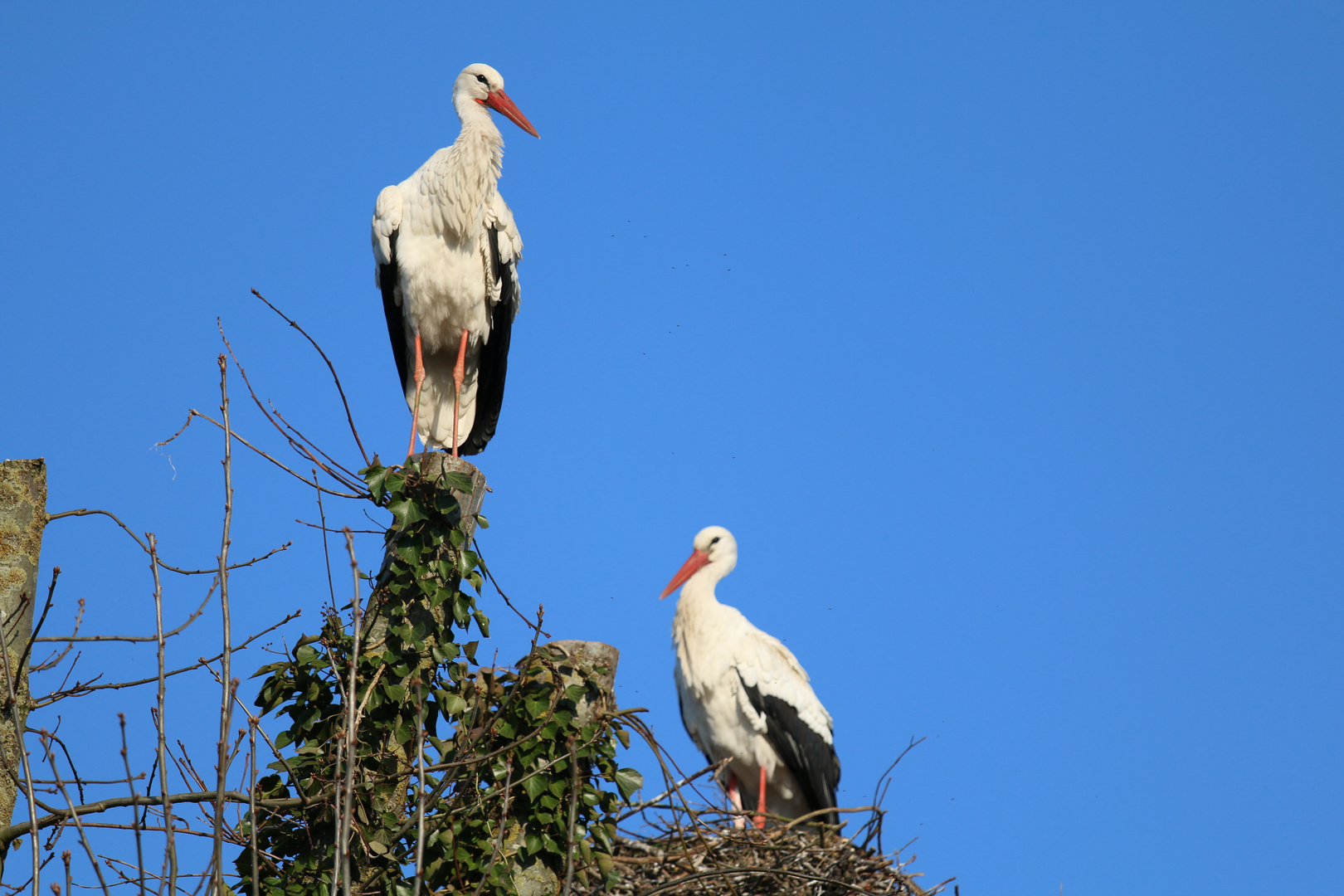 Ich bin neu hier, darf ich mit zu dir ins Nest?