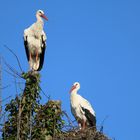 Ich bin neu hier, darf ich mit zu dir ins Nest?