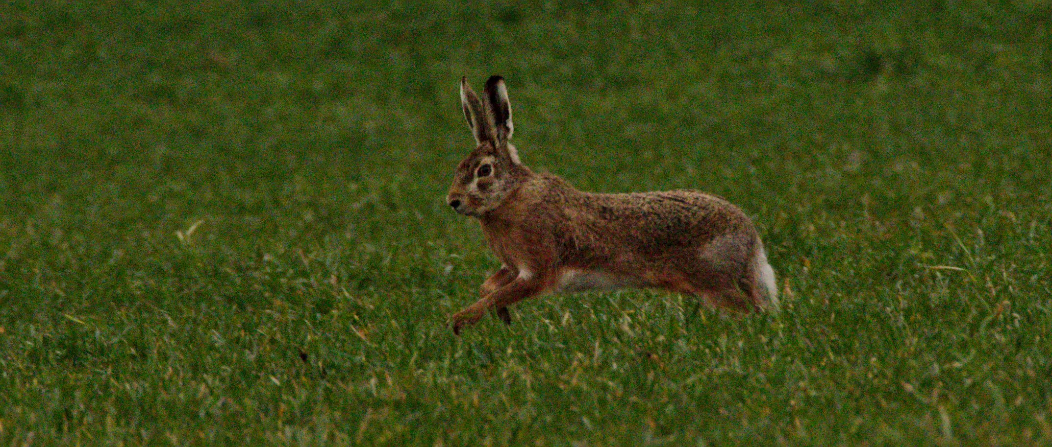 Ich bin nicht der Osterhase!