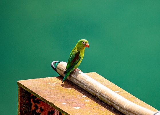 Ich bin nicht entflogen ich lebe hier.                  _0517