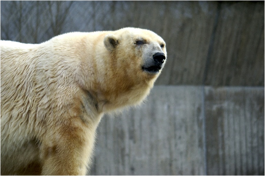 Ich bin nicht Knut....