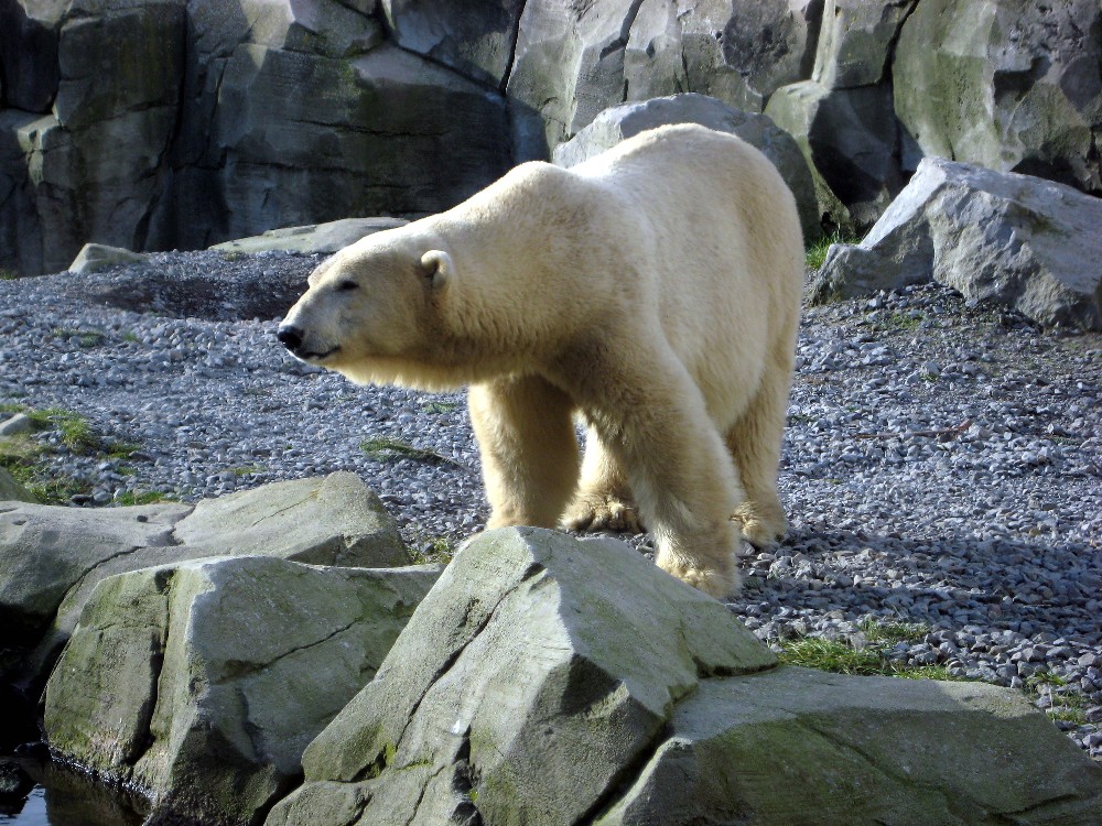 Ich bin nicht Knut!!!