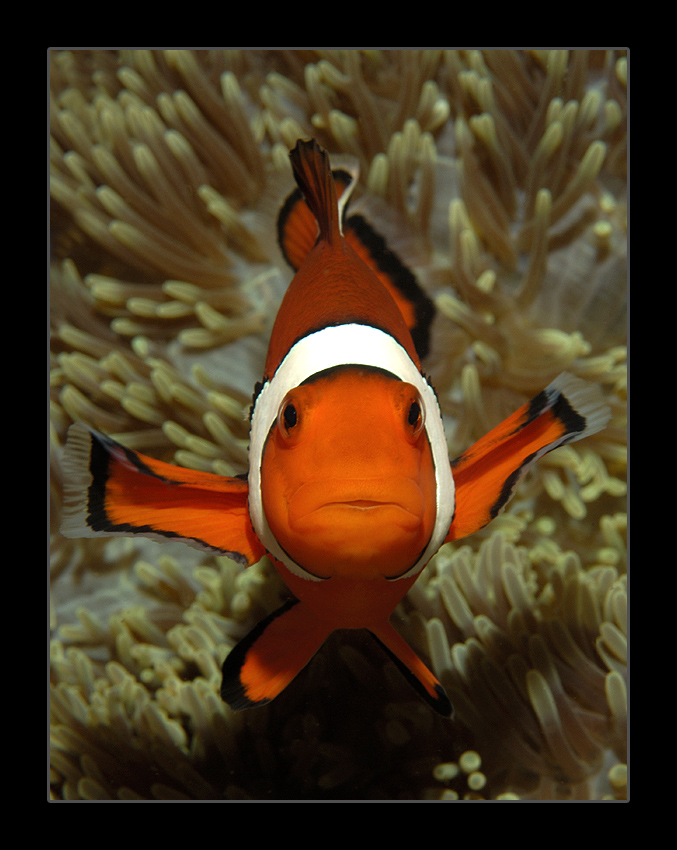 Ich bin NICHT Nemo!