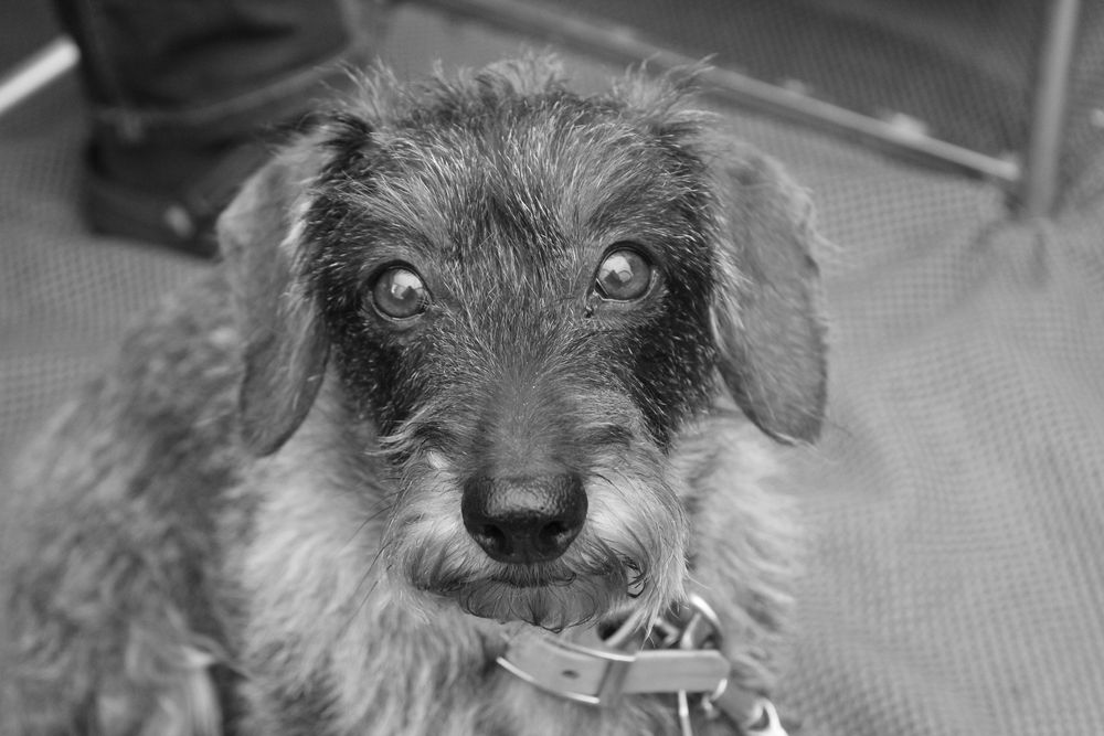Ich bin nicht schwarzweiß…………. Foto & Bild hunde, hund