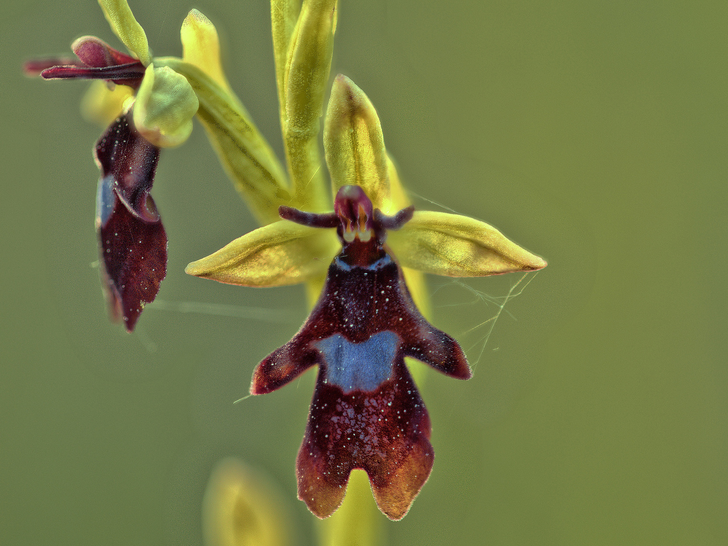 Ich bin nicht weniger attraktiv - die Schönheit heimischer Orchideen - Fliegenragwurz