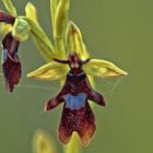 Ich bin nicht weniger attraktiv - die Schönheit heimischer Orchideen - Fliegenragwurz