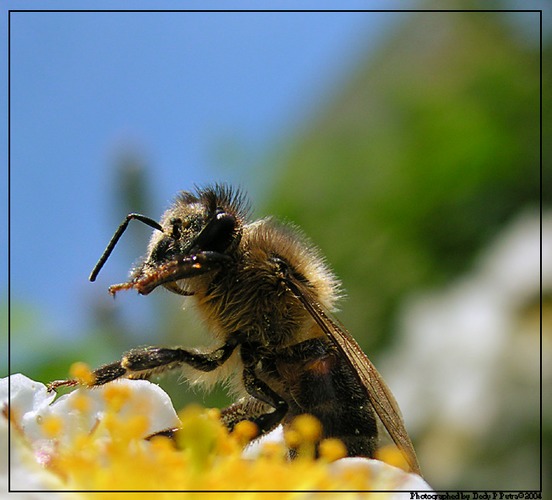 Ich bin nur ein Bienen :)