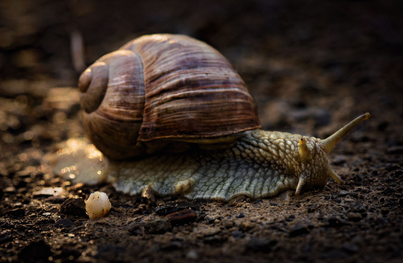 Ich bin nur eine Schnecke ...