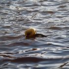 Ich bin nur Treibgut im Meer. .Dein Wellenschlag gibt mir die Richtung 