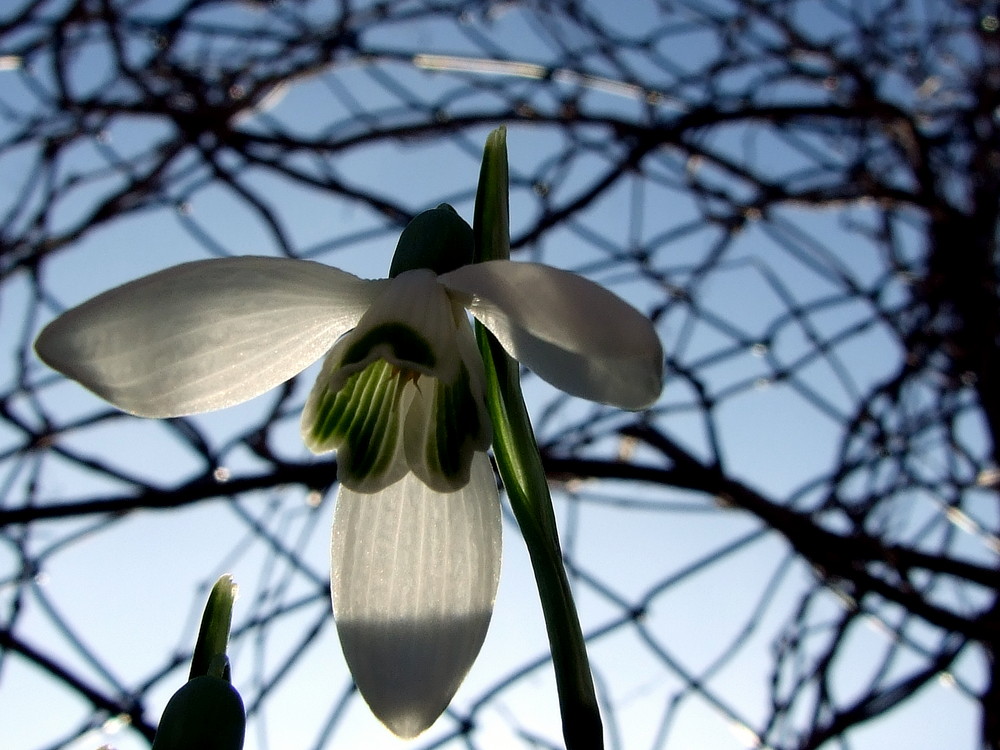 ich bin offen der Frühling kann kommen