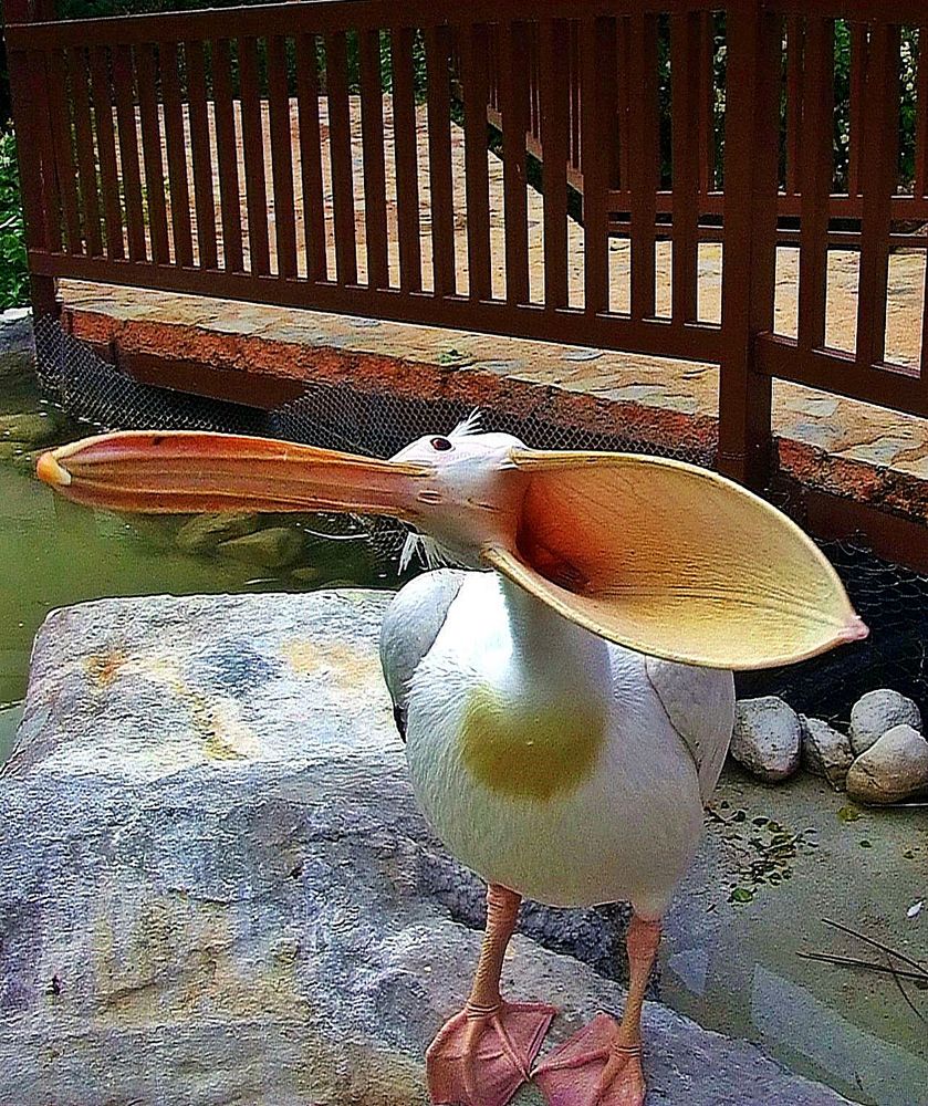 Ich bin Pelikan - und du ?