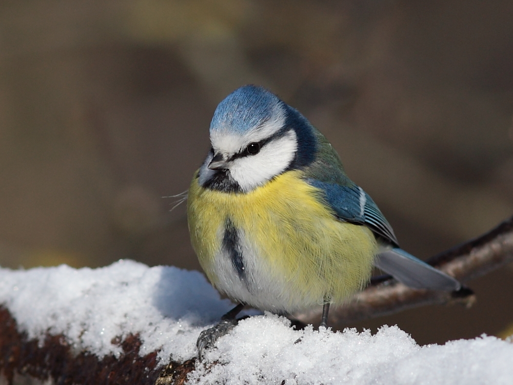 Ich bin richtig zufrieden könnte diese Blaumeise denken auch wenns gerade richtig kalt ist!