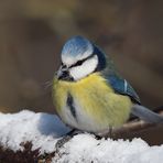 Ich bin richtig zufrieden könnte diese Blaumeise denken auch wenns gerade richtig kalt ist!