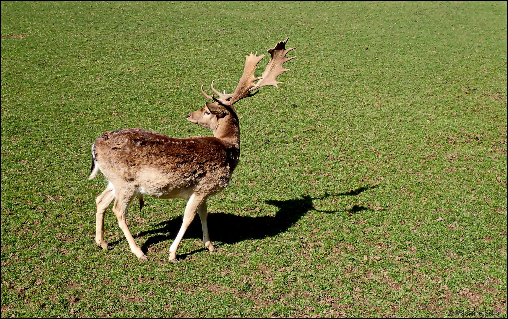 Ich bin Rudolph...