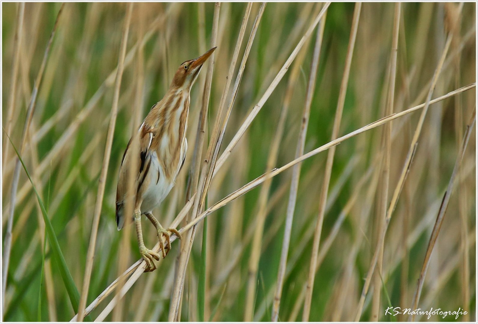 "Ich bin Schilf!!" ... "I am reed!!"