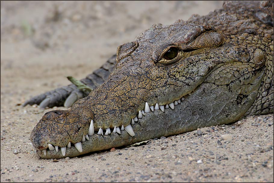 Ich Bin Schnappi Das Kleine Krokodil Foto Bild Tiere Zoo Wildpark Falknerei Amphibien Reptilien Bilder Auf Fotocommunity