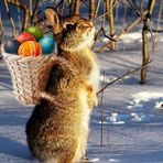 Ich bin schon ganz früh losgezogen, um all die Eier auszutragen. Frohe Ostern Euch allen!