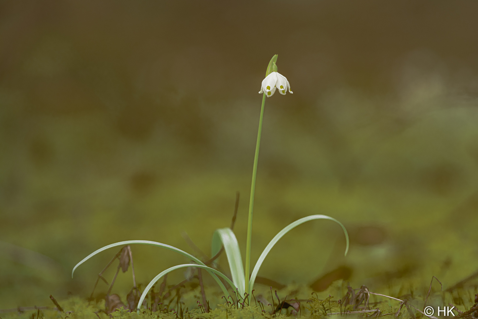 Ich bin Single und lebe im Wald