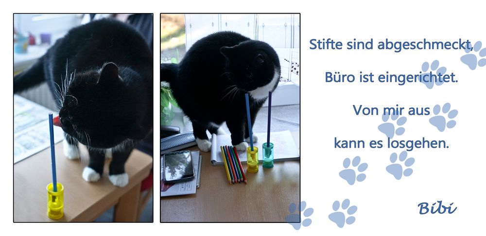 Ich Bin So Aufgeregt Foto Bild Natur Katzen Tiere Bilder Auf Fotocommunity