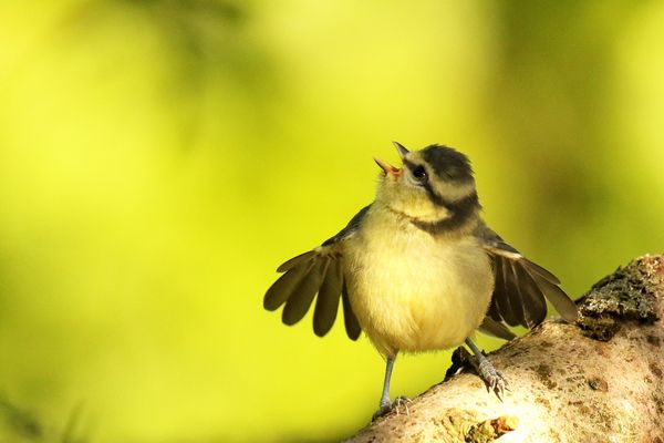 Ich bin so klein, mein Herz ist rein....