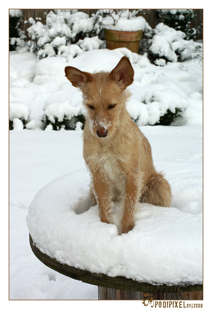 Ich bin so klein mein Herz ist rein, so weiß wie Schnee .....