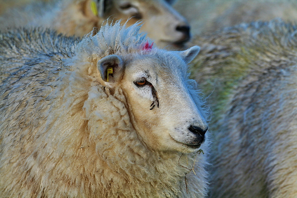 ich bin so ne dummes festlandschaf nee ich bin ne echte sylter schaf