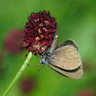 Ich bin so stolz! Entdeckt! Dunkler Wiesenknopf -Ameisenbläuling 